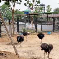 Sriayuthaya Lion Park 