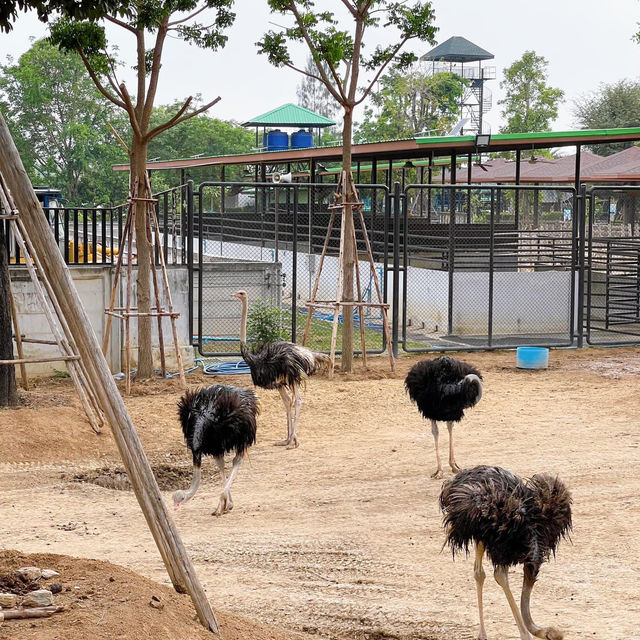 Sriayuthaya Lion Park 
