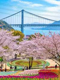【火の山公園】櫻花季🔥🔥，春天旅行推薦🏖️🏖️