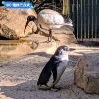 澳洲雪梨-野生動物園與無尾熊合照：Featherdale野生動物園