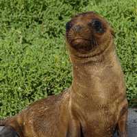 Ecuador – Wildlife Wonderland