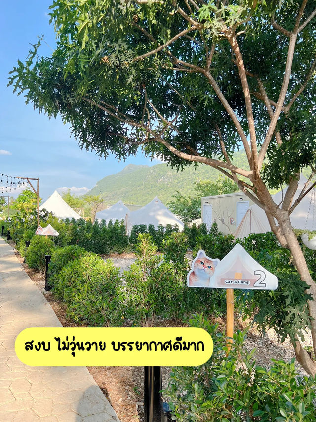 ⛺️🌿เขาใหญ่งบเบาๆแค่ 800.-/คน
