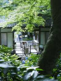 鎌倉三大賞花勝地：明月院藍 