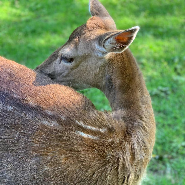 奈良公園：與鹿共舞的綠意天堂 🦌🌳