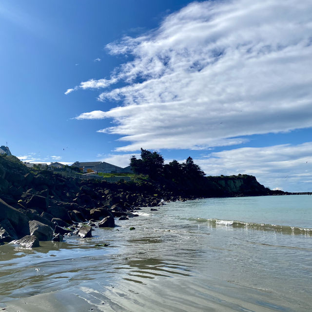 紐西蘭Timaru Dashing Rock看海看海豹