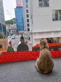 🐱🐈명동 사랑과 빛이 가득한 고양이 카페, 루프캣미