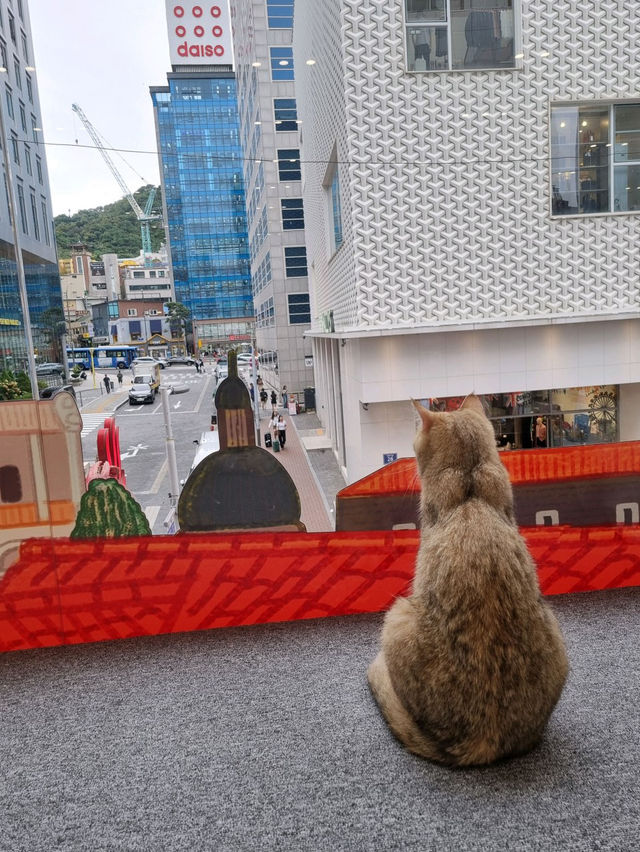 🐱🐈명동 사랑과 빛이 가득한 고양이 카페, 루프캣미