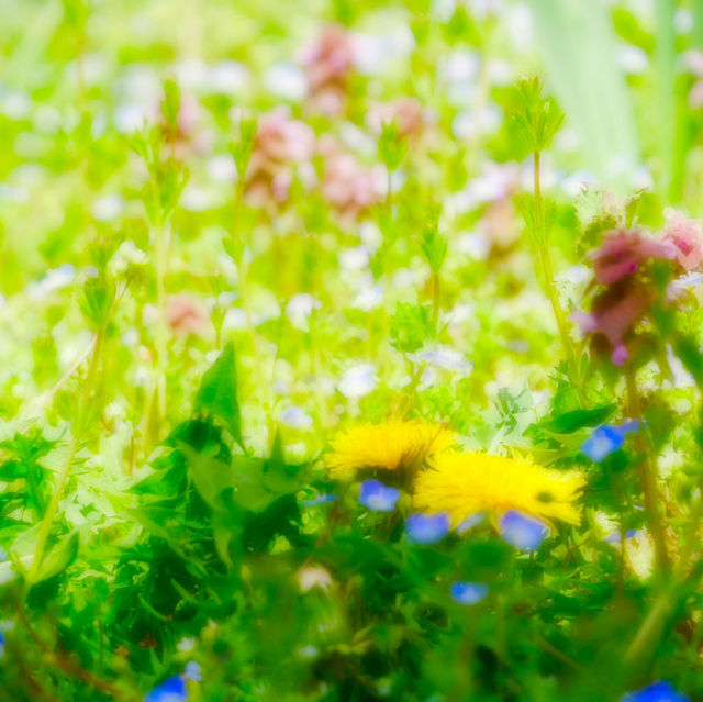 【長野/伊那】絶景の桜！高遠城址公園
