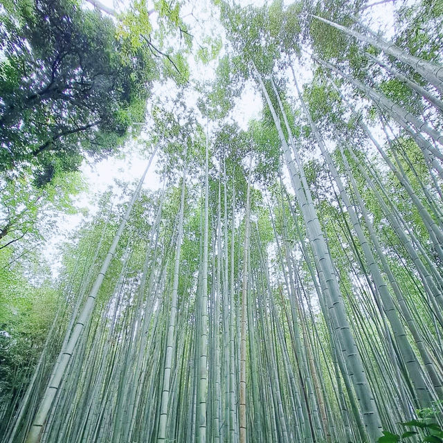 Crimson Dreams: Autumn Red Leaves in Arashiyama Bamboo Forest 🇯🇵