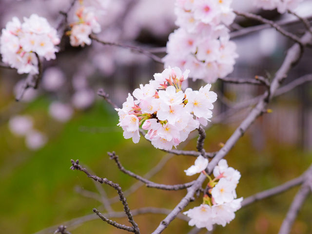 【愛知】春爛漫!!! ピンクの世界に飛び込もう🌸