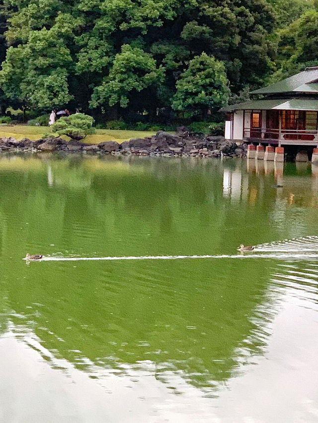 清澄庭園：東京鬧市中的寧靜綠洲🌿💧