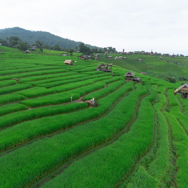 10ข้อควรรู้ ก่อนมาป่าบงเปียง 🌾⛰️🌧️