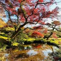 清流公園：詩意之地 🍂