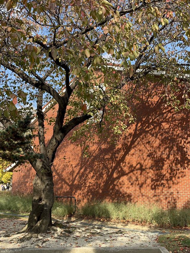 실시간 용산공원 단풍 현황은?🍂🍁
