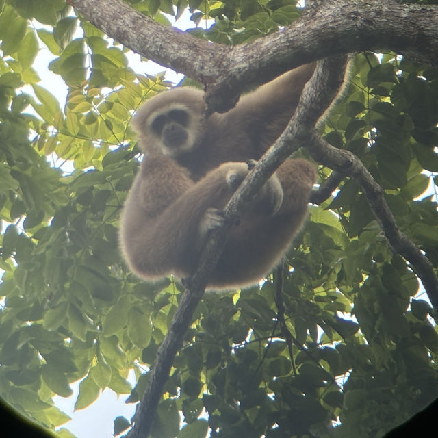 Adventure at Khao Yai National Park  