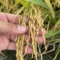 YELLOWISH PADDY FIELS SEKINCHAN 2024
