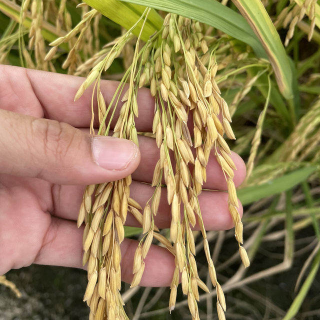 YELLOWISH PADDY FIELS SEKINCHAN 2024
