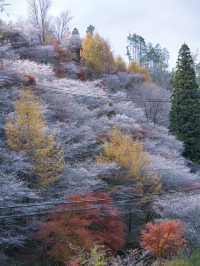 【ここ行って】秋に桜が見られる⁉️全国でも珍しい「紅葉×桜」の本場🌸🍁