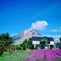 Purple Paradise: Discover the Tranquil Beauty of Lavender Farm Berastagi