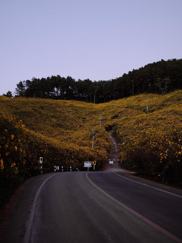 ดอกบัวตองนั้นบานอยู่บนยอดดอย 🌼