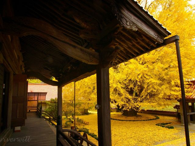 【島根県】圧巻の金色絨毯！浄善寺の大銀杏