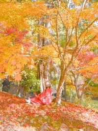 【京都】京都、穴場の絶景！紅葉が見事なお寺