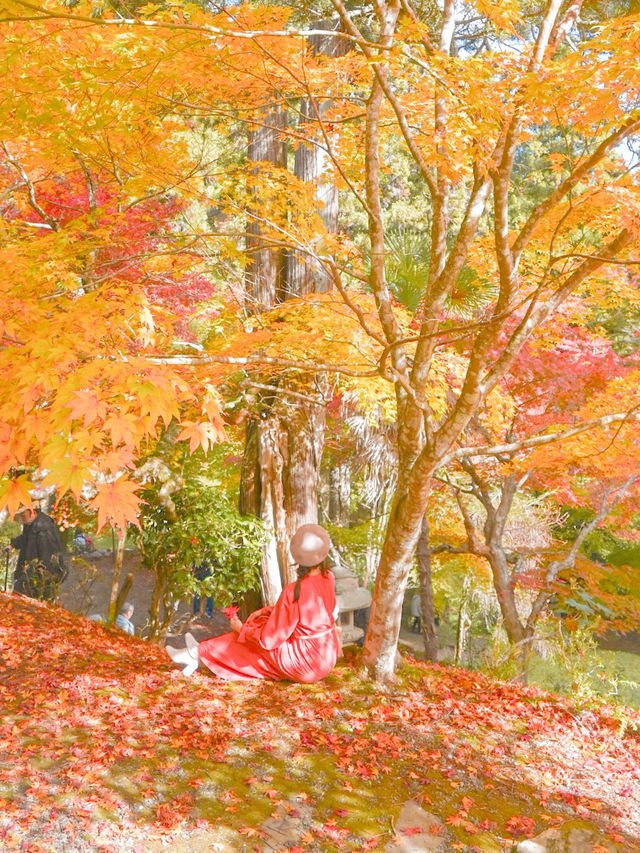 【京都】京都、穴場の絶景！紅葉が見事なお寺