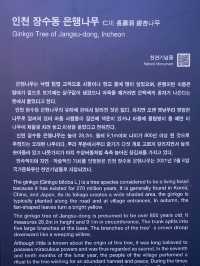 보는 순간 장수하는 기운을 받는다는 전설의 ”장수동 은행나무“