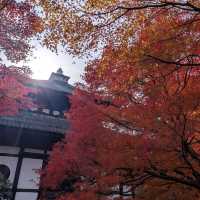 🇯🇵京都「東福寺」市區楓葉🍁頂流，楓葉之王威名當之無愧！