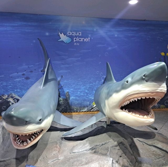 泰迪熊動物王國Teseum🐻濟州島Aqua Planet水族館🐠山茶花之丘🌻🌞旅遊景點介紹👍
