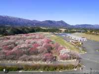 【三重県】春はあけぼの、平安絵巻のような美しさ「いなべ市梅林公園」