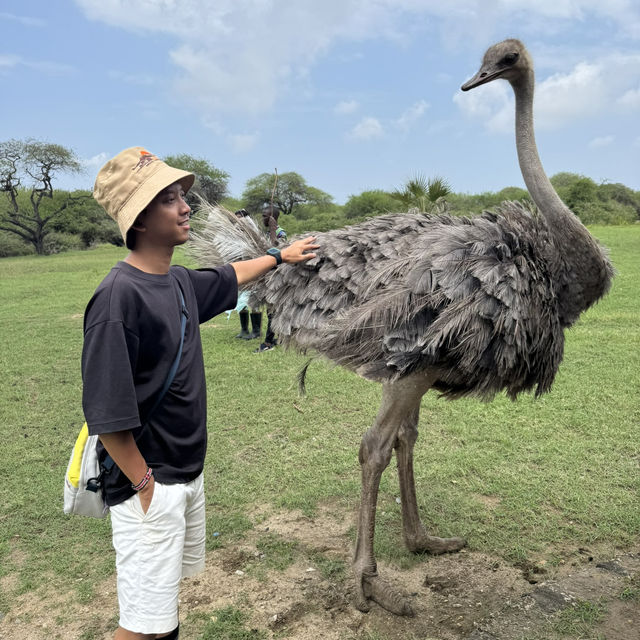 A funny ostrich at Nguuni