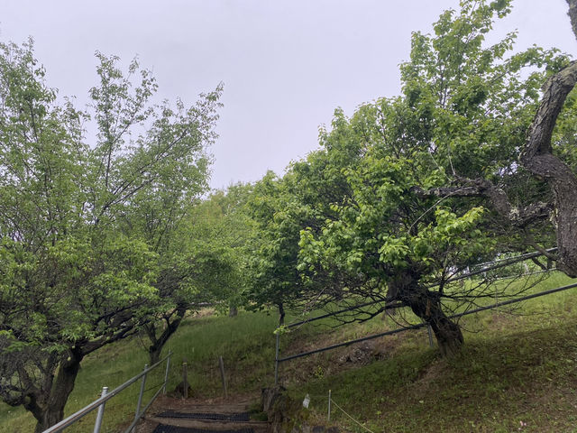 寶登山臘梅園
