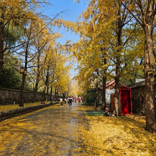 來趟圓明園的歷史與自然之旅