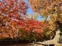 北野天滿宮-千年寺廟，壯觀楓海令人感動