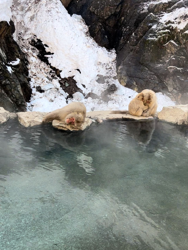 Meet adorable monkeys in Nagano🐒❤️❤️
