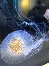 Dive into Discovery: A Day at Tokyo Sea Life Park