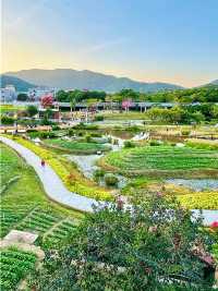 珠海木頭沖村鶴道花海：鄉村振興中的生態旅遊新亮點🌸
