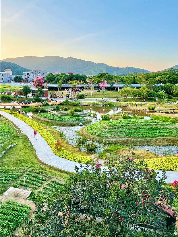 珠海木頭沖村鶴道花海：鄉村振興中的生態旅遊新亮點🌸