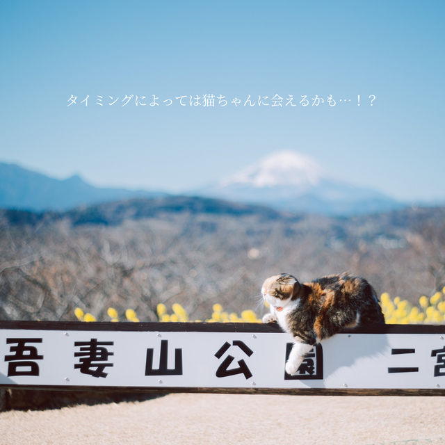 【神奈川】1月に見頃を迎える菜の花畑💛「二宮 吾妻山公園」
