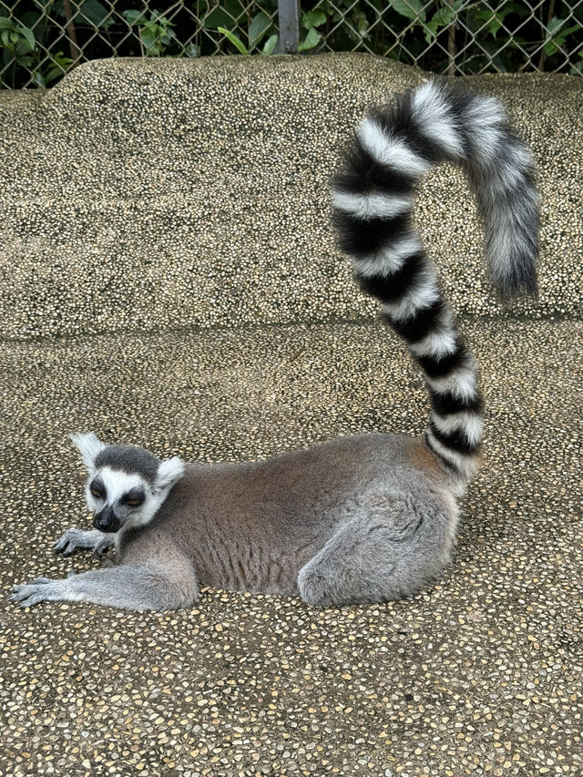 富國島🇻🇳Vinpearl Safari Phú Quốc：近距離探索野生動物的最佳體驗