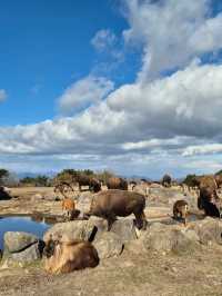 Kyushu Wildlife African Safari 🐆🐃🦬🦌🦓🐘🦒