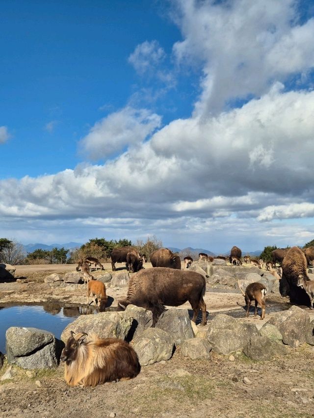 Kyushu Wildlife African Safari 🐆🐃🦬🦌🦓🐘🦒