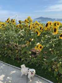 강아지와 함께하는 광안리 여행!🐕🌊