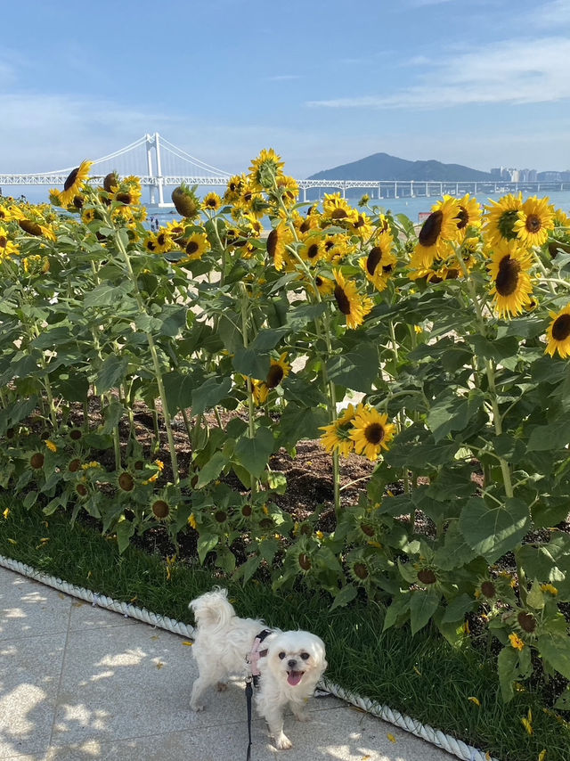 강아지와 함께하는 광안리 여행!🐕🌊