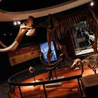 Natural History Museum - Shanghai