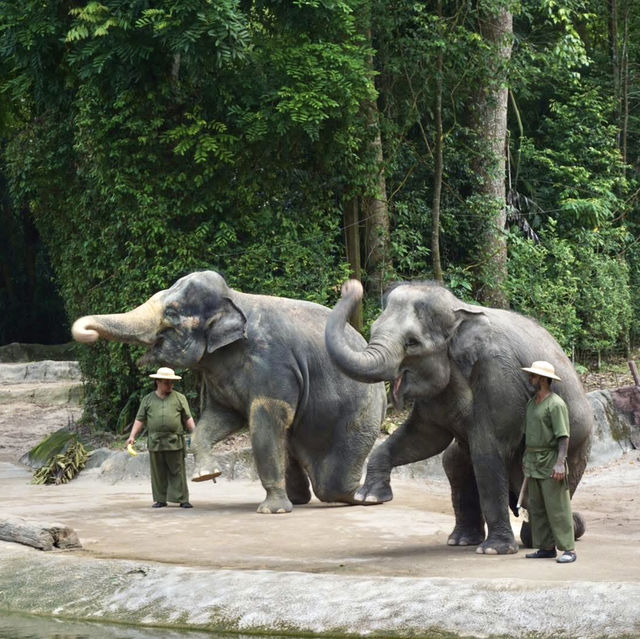 A Safari in the City: Majestic Creatures and Lush Landscapes at Singapore Zoo