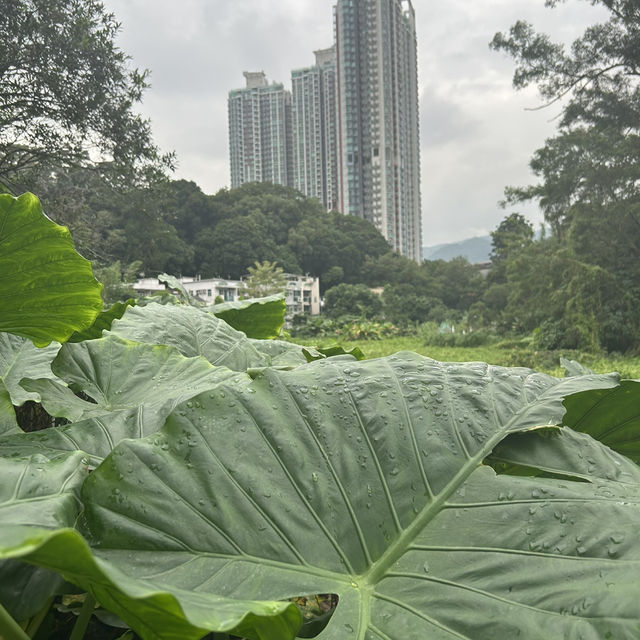 歷史與現代碰撞之香港沙田曾大屋