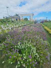 Go to garden in a day 🌻🌼🌺🌾🌷🏵🌸