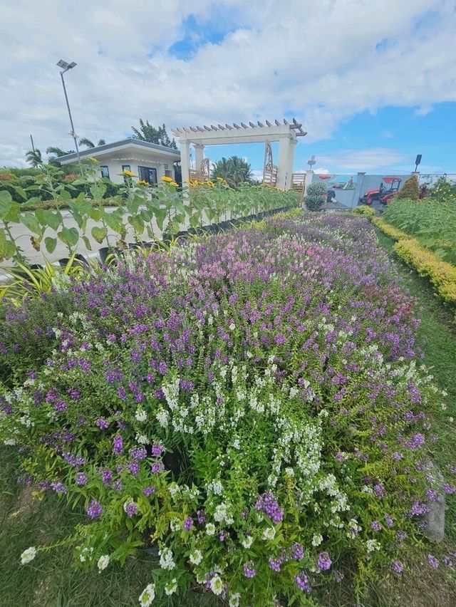 Go to garden in a day 🌻🌼🌺🌾🌷🏵🌸
